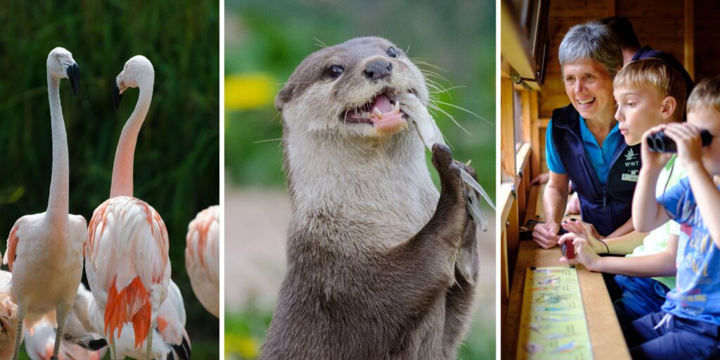 Washington Wetland Centre Summer Holidays