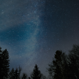 Pine trees are silhouetted against a blue star studded sky.