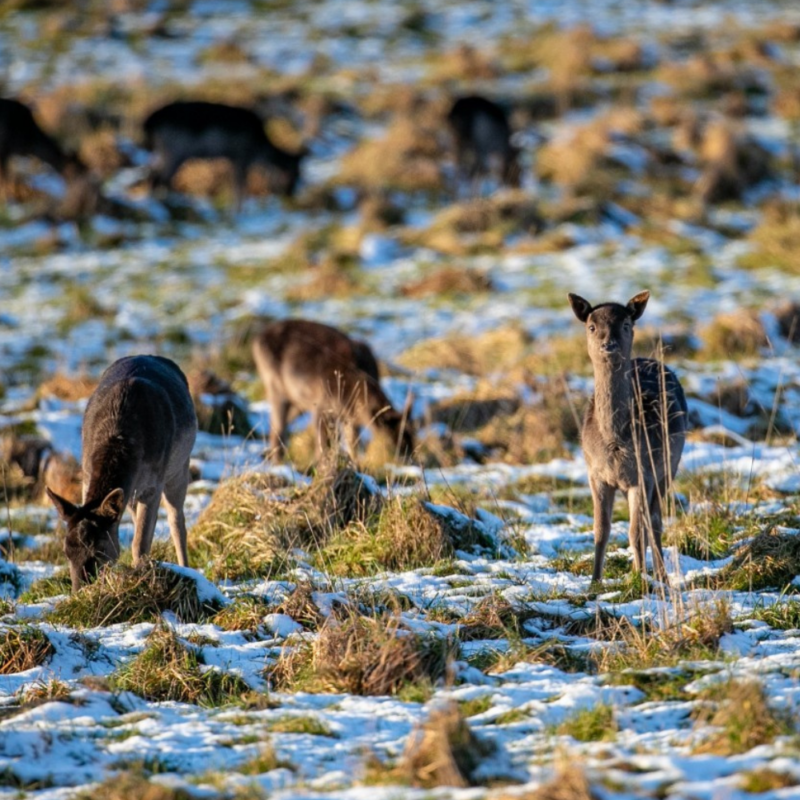 Raby Castle & Deer Park - expect wonderful trails in the 18th-century Walled Garden and 200-acre Deer Park.