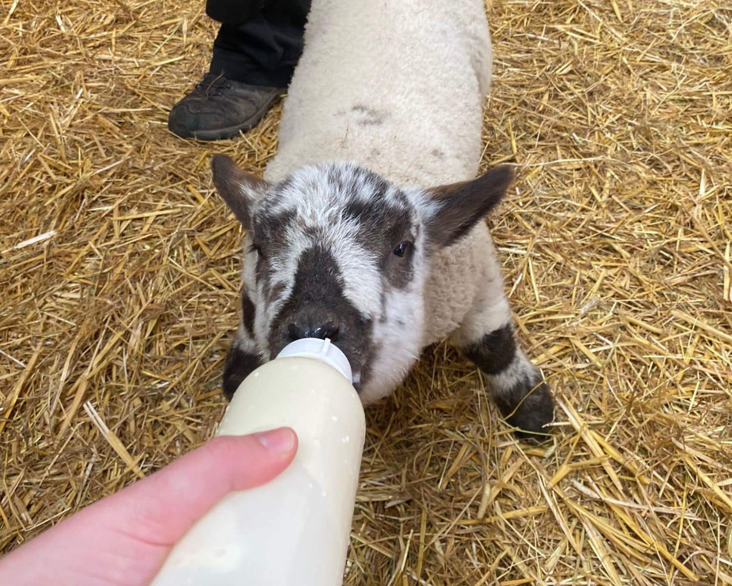 Lamb feeding North East Ouseburn Farm