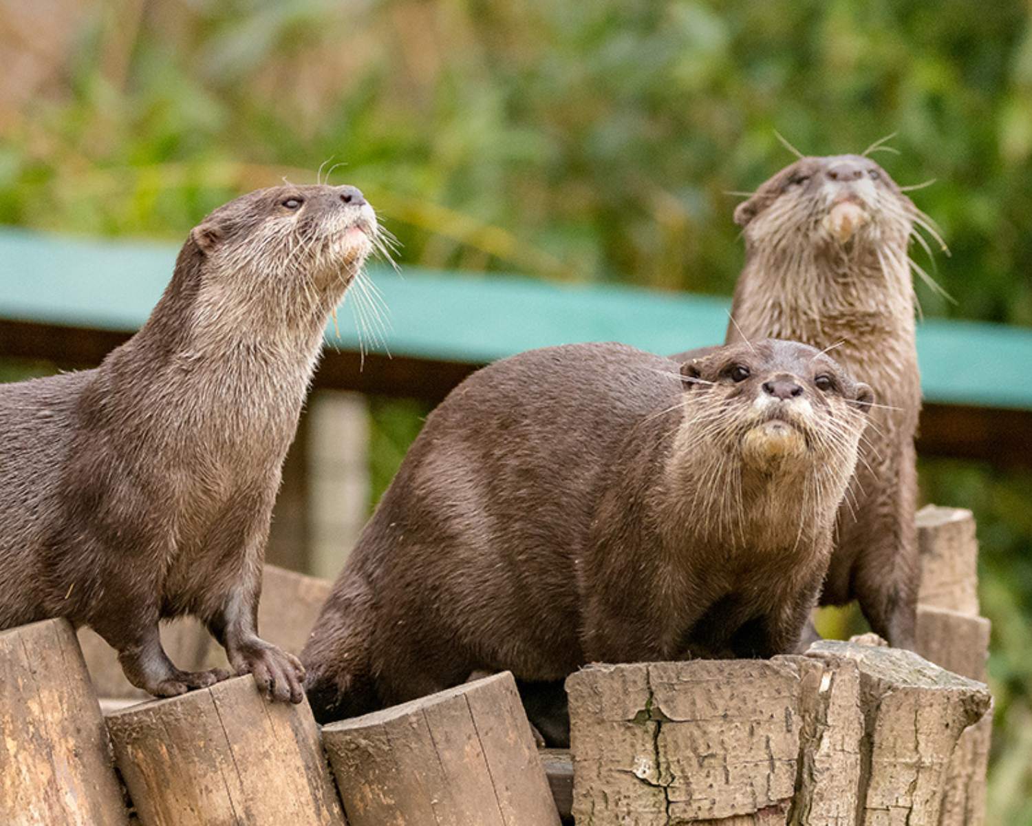 Otters at Washington Wetland Centre