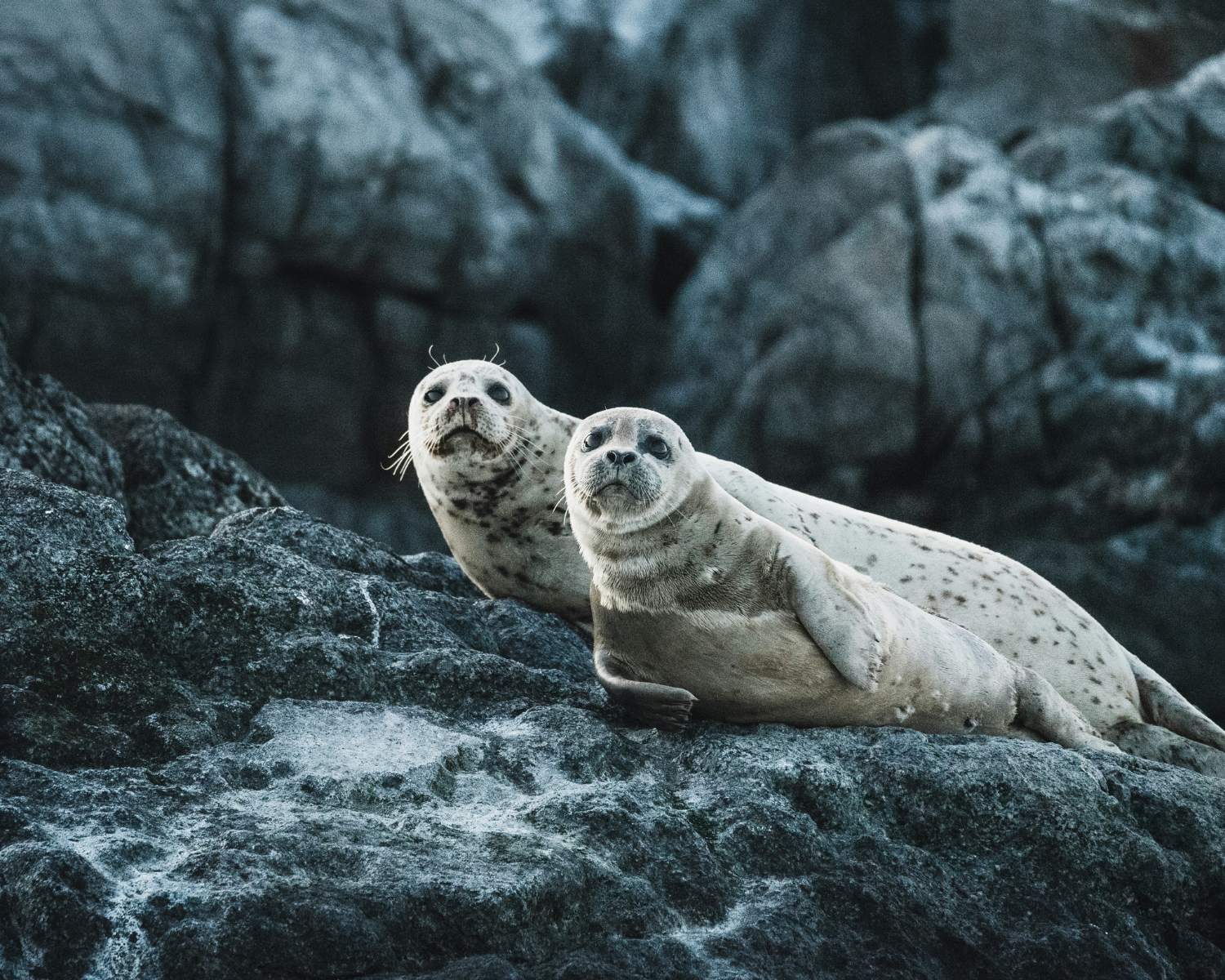 Seal Watching at Lindisfarne