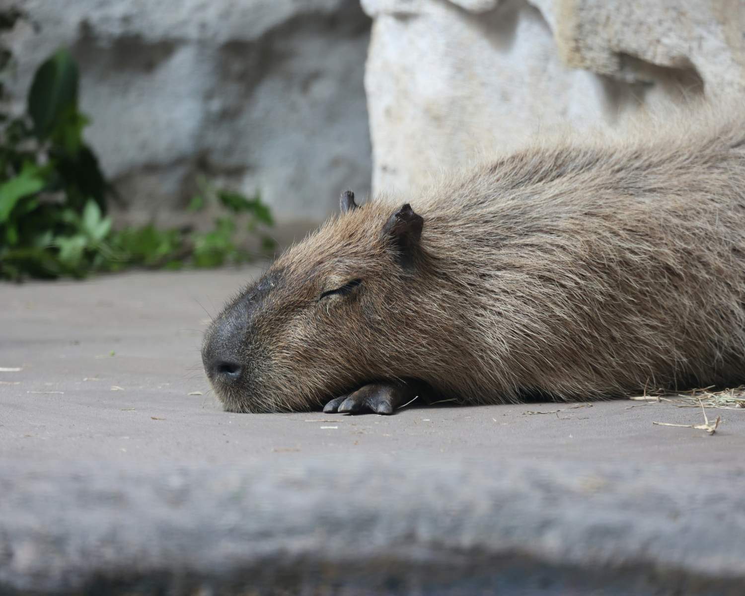 Capybara Experience at Northumberland Zoo