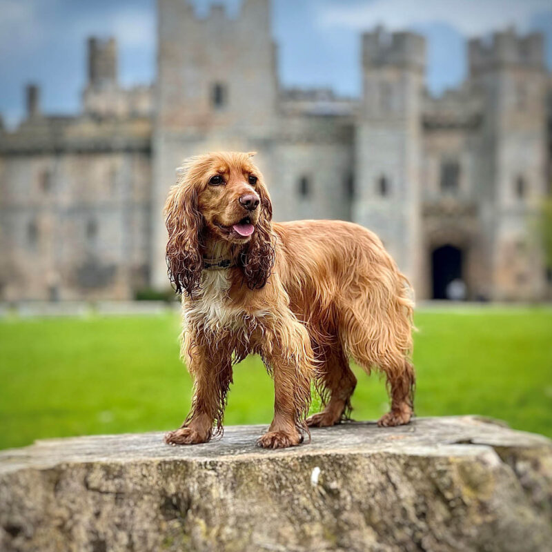 A golden spaniel stands on a large tree stump in the grounds of Raby Castle. It pants happily and looks off into the distance. The castle looms majestically in the background. Image credit to @gemhearingdogs on Twitter.