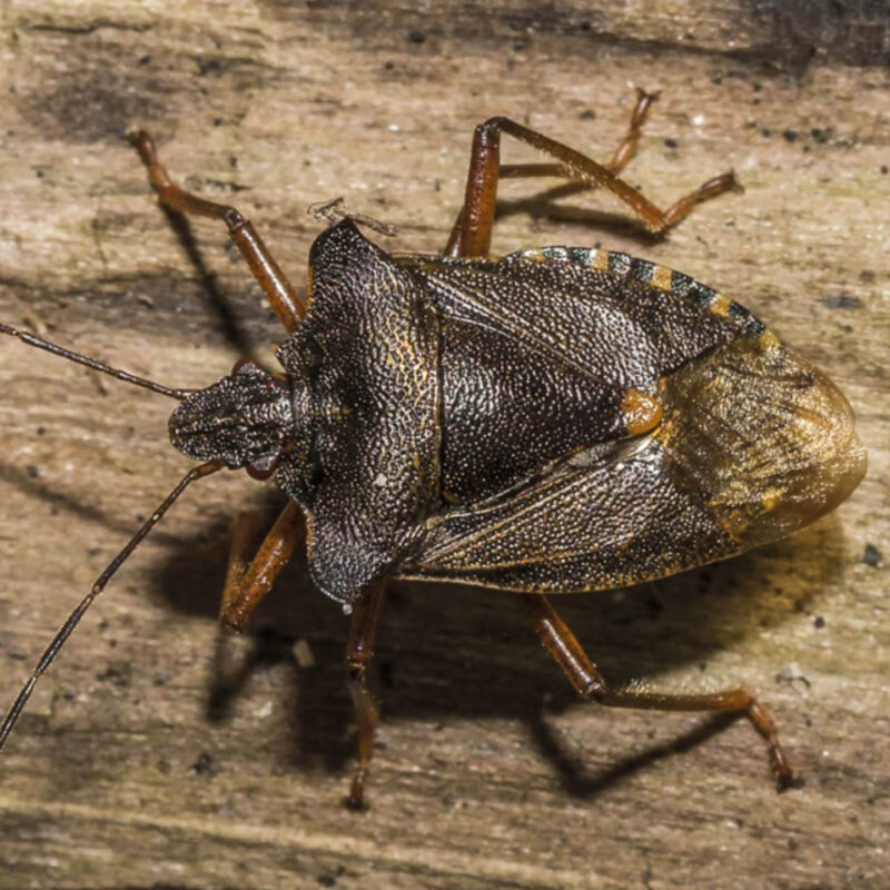 A large brown beetle stands on a piece of wood. It has long legs and antennae, with a broad shell like back.