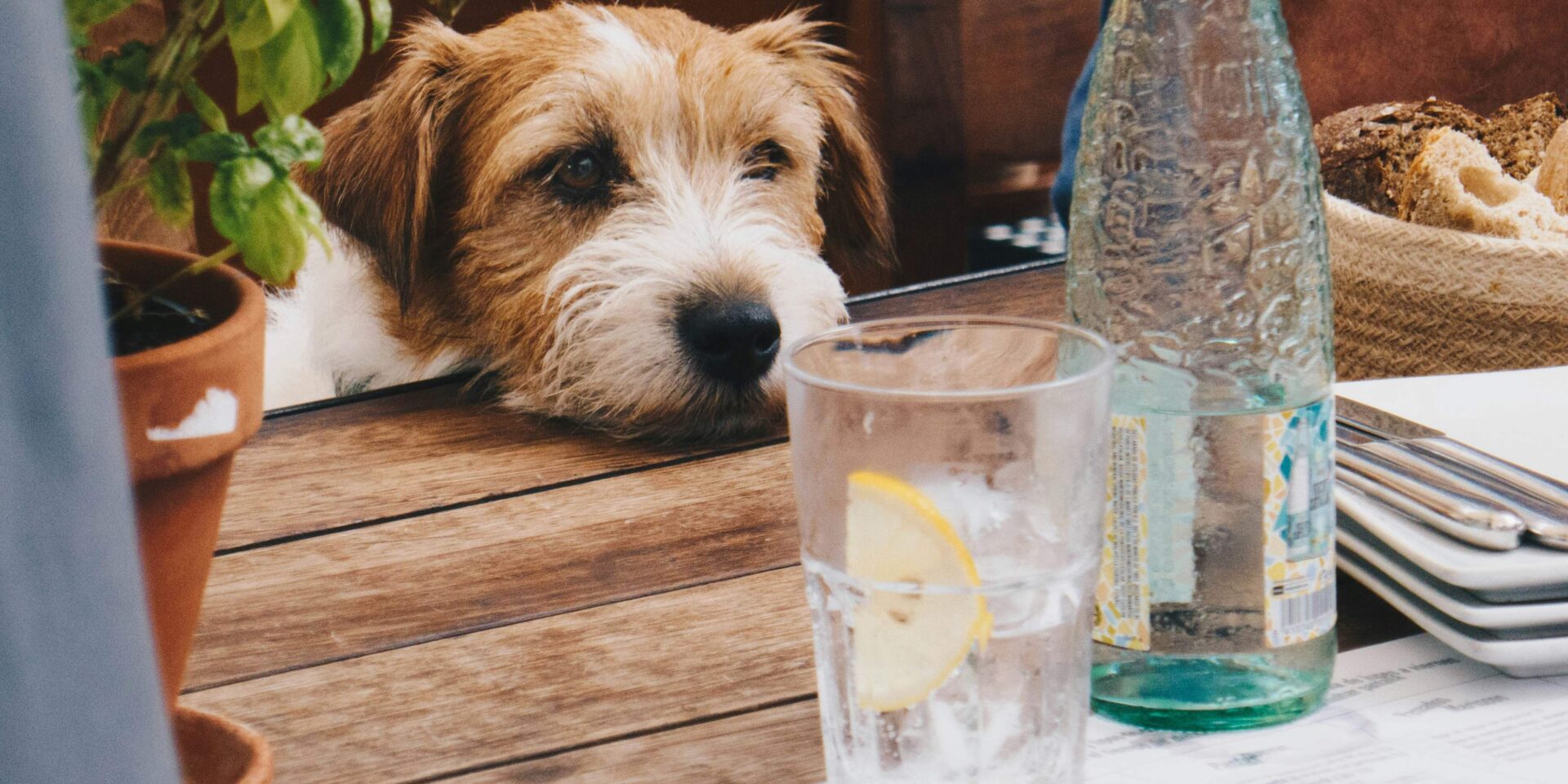 Dog leaning on table looking at glass of water