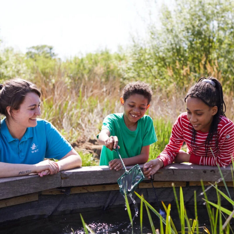 Two children, a boy and a girl, stand beside a pond on a sunny day. The boy hovers a net over the water, grinning. A WWT employee stands beside them, smiling at them as she watches.