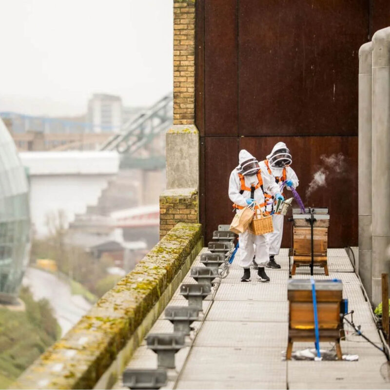 A pair of people in beekeeping suits walk along an outer terrace of the balcony. The Tyne Bridge can be seen in the distance. The Beekeepers spray something onto the wooden beehives kept up there.