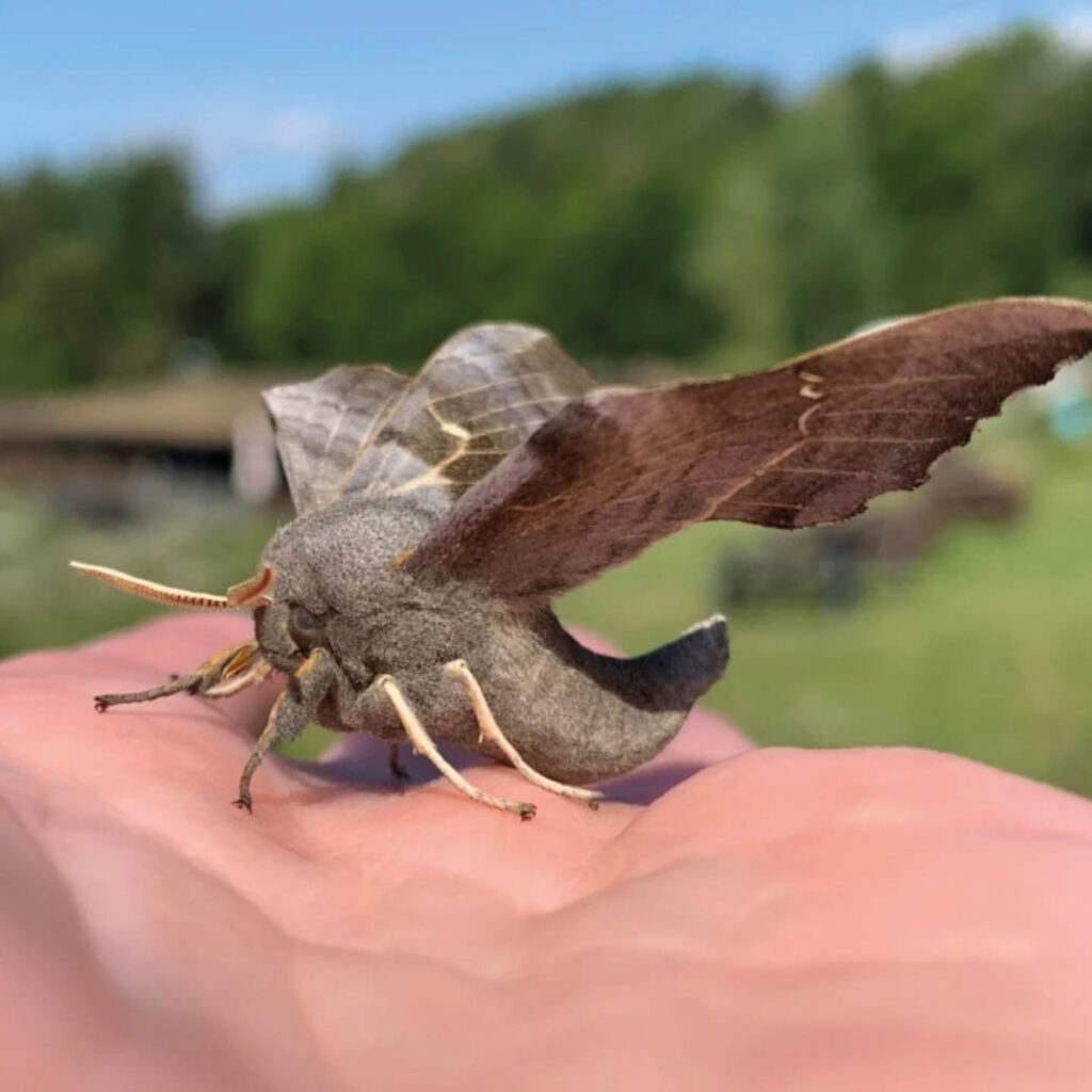A large silver moth perches on an open palm. Its wings are slightly spread, as if it is sunning itself.