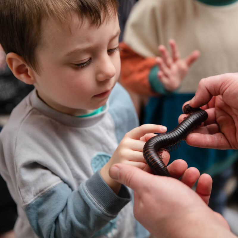 A little boy holds out his hands to touch a long millipede, which is held in the hand of an unseen adult. His face is full of curiosity. This is one of the May half term activities available at the Life Science Centre.