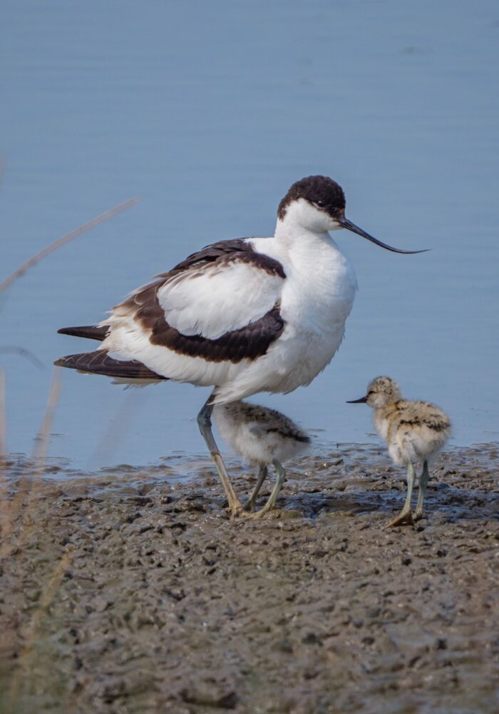 June Walk of the Month Washington Wetland Centre