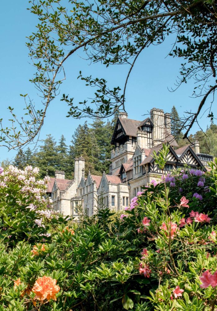 Why you don’t want to miss seeing the rhododendrons at Cragside