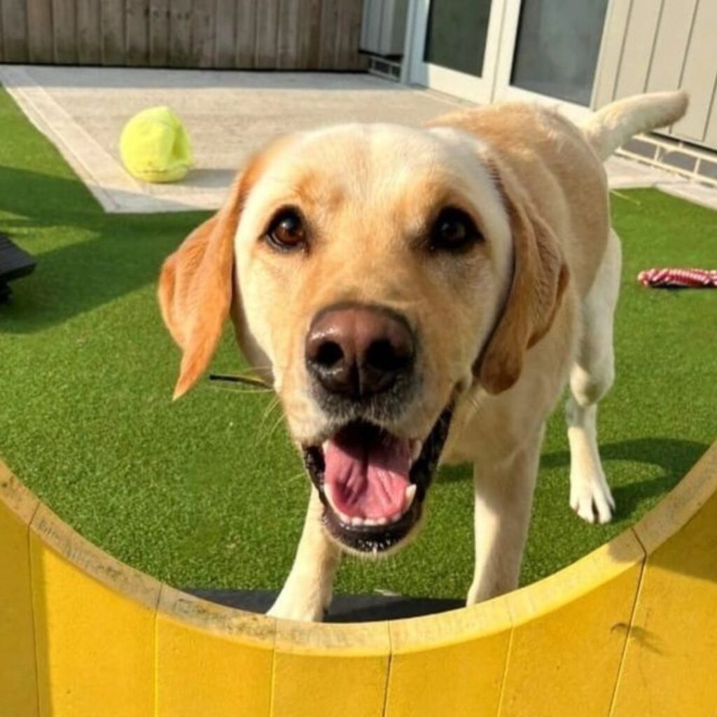 Dogs Trust Darlington volunteering