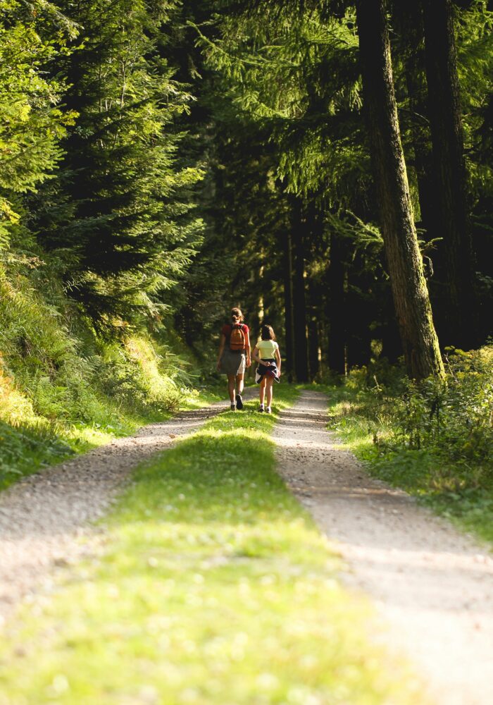 What is Forest Bathing and where can you do it in the North East?