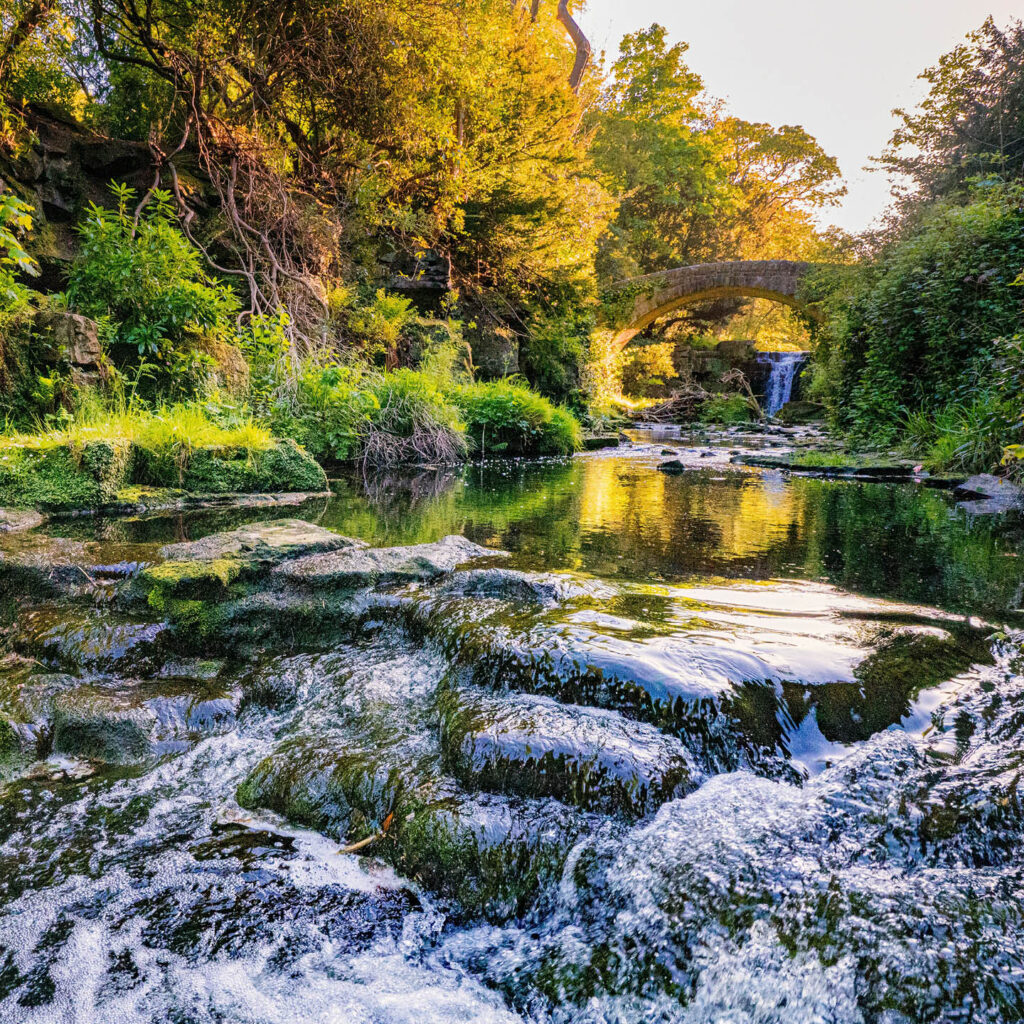 Jesmond Dene stone bridge and waterfalls. Water ripples over rocks and lush trees grow all around.