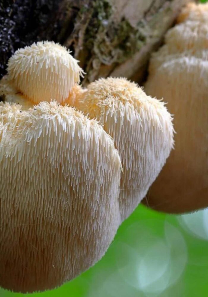 Northumbria University reveals how lion’s mane mushrooms can have a positive effect on Gen Z women