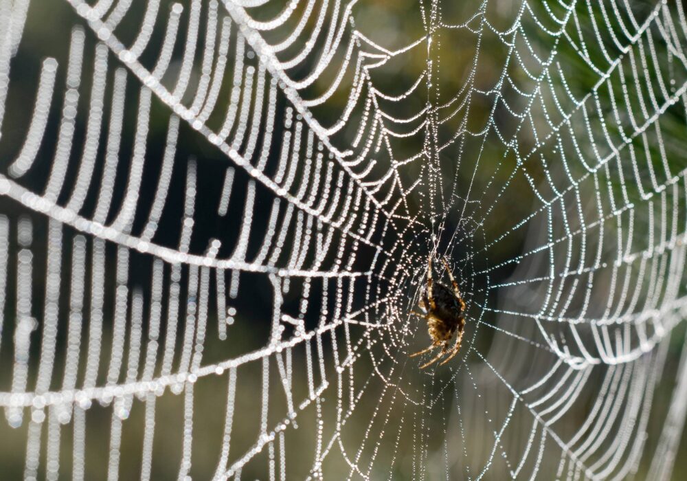 Tips and tricks to keep spiders out of your home this autumn