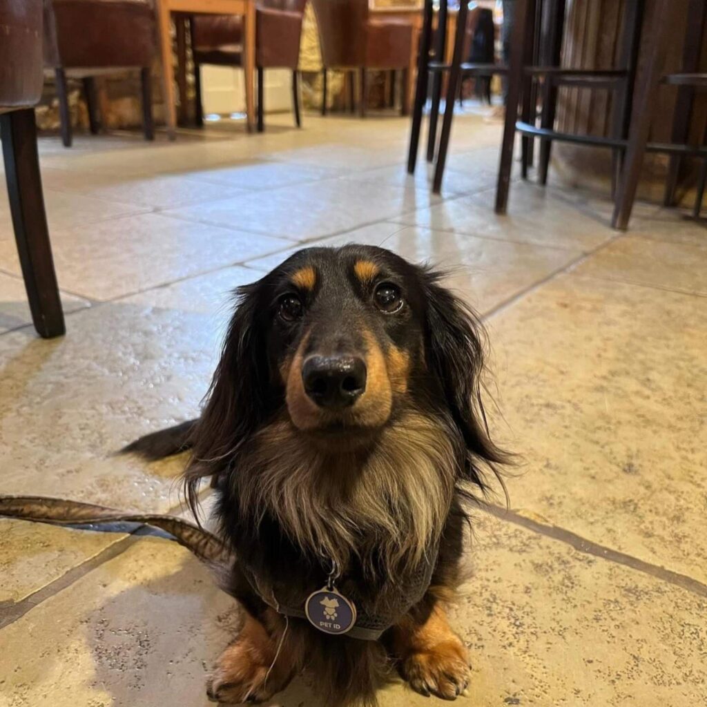 19 dog-friendly restaurants, cafes, bars and pubs that we love in Newcastle and beyond