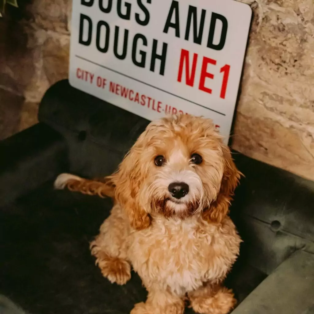 19 dog-friendly restaurants, cafes, bars and pubs that we love in Newcastle and beyond