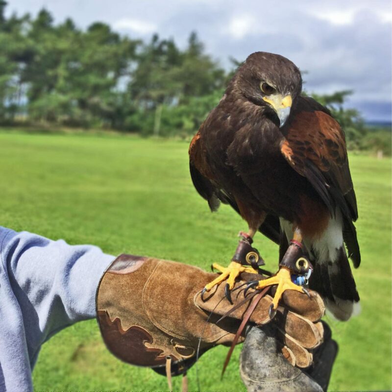 Falconry Days 