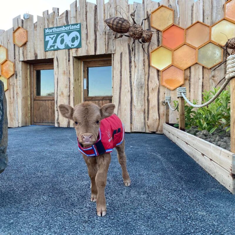 Northumberland College Zoo 