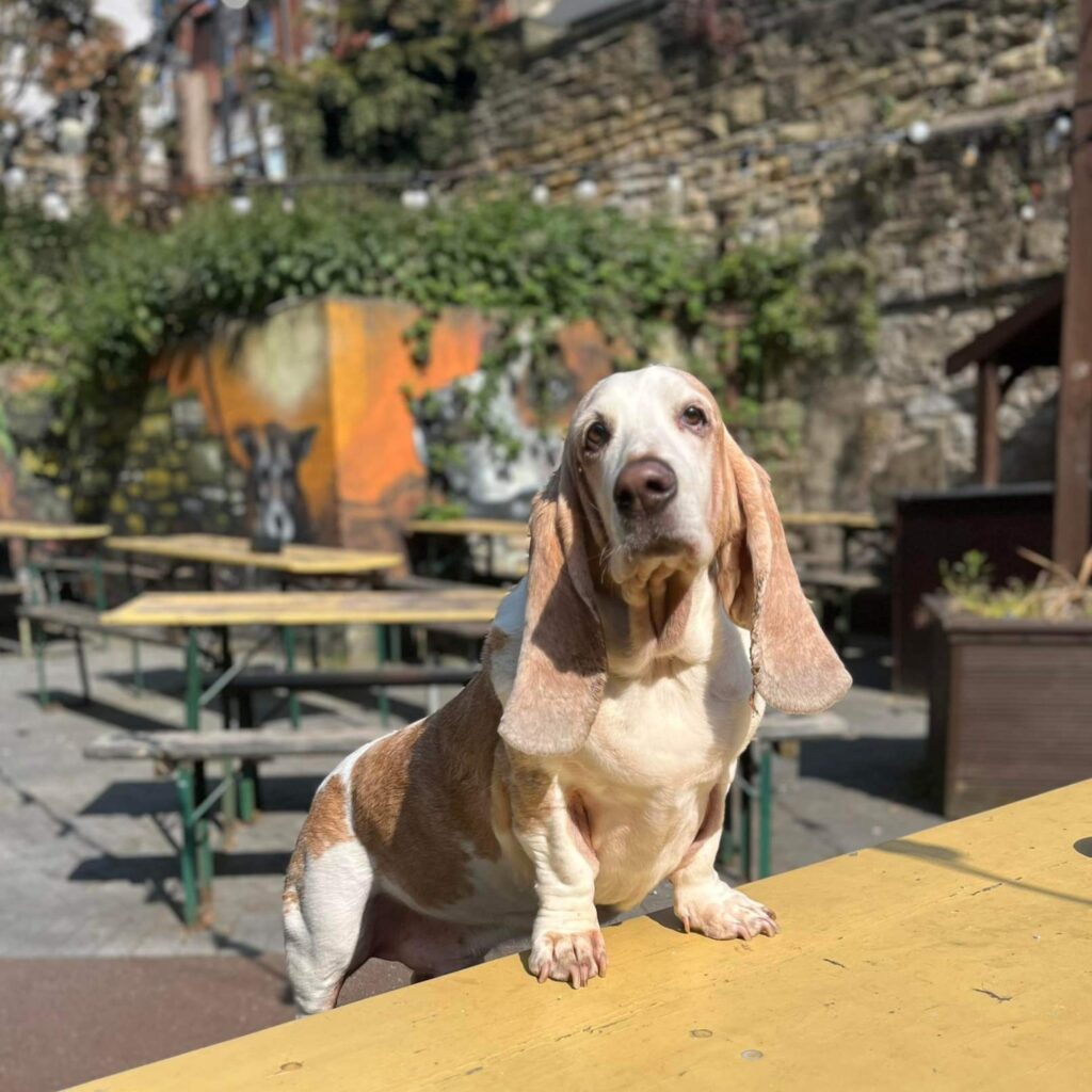 19 dog-friendly restaurants, cafes, bars and pubs that we love in Newcastle and beyond