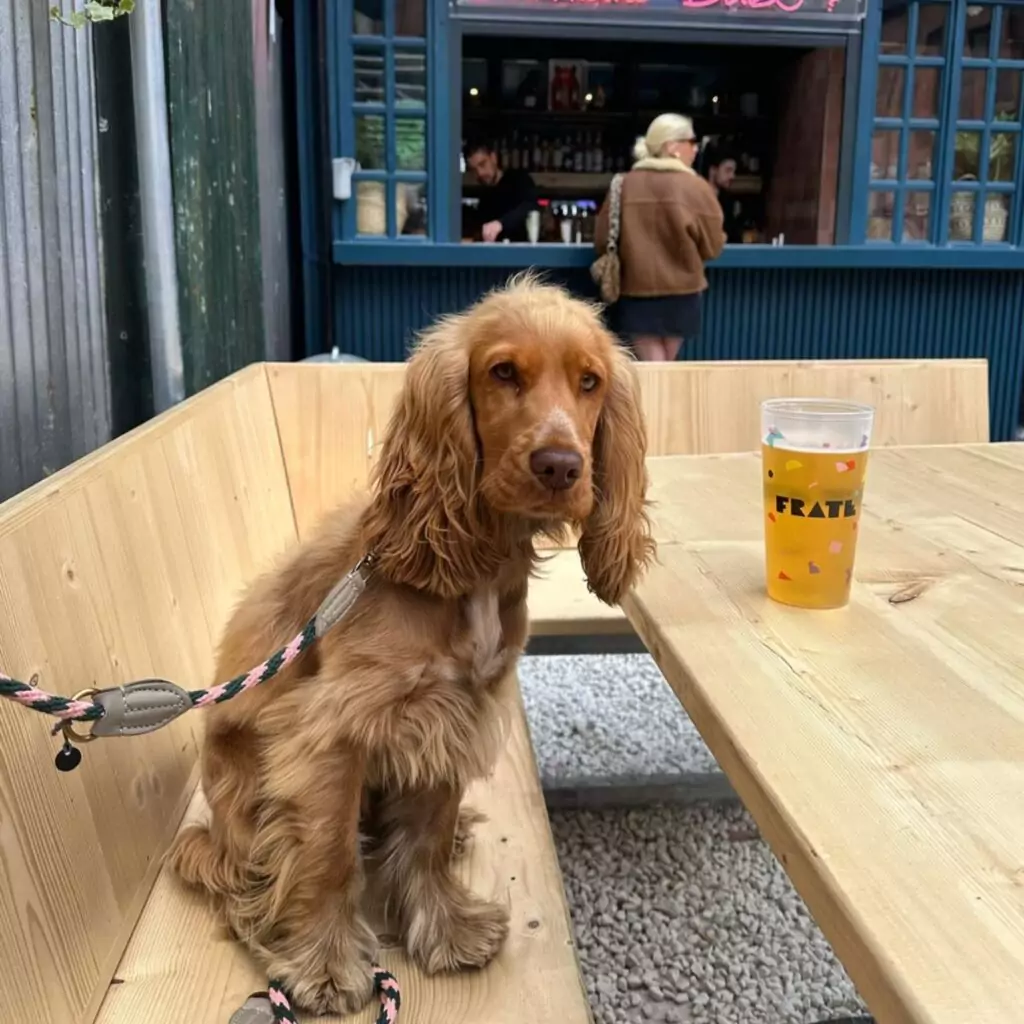 19 dog-friendly restaurants, cafes, bars and pubs that we love in Newcastle and beyond