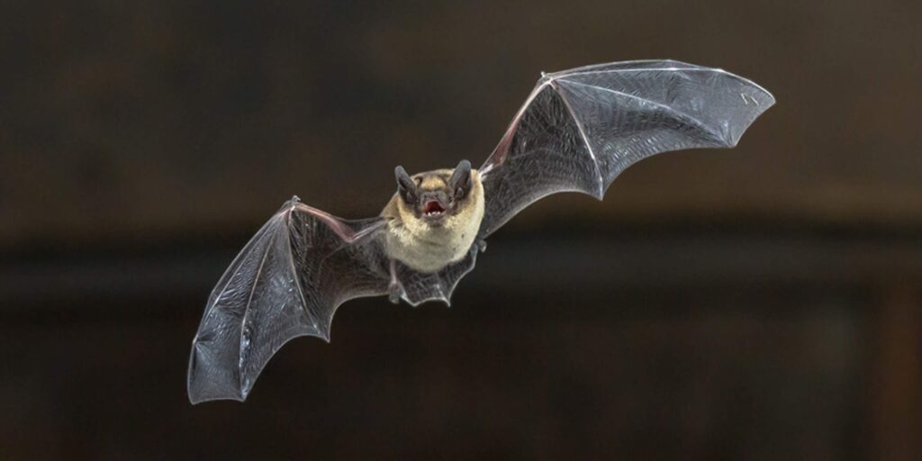 Don’t miss these spooktacular bat walks at WWT Washington Wetland Centre