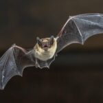 Don’t miss these spooktacular bat walks at WWT Washington Wetland Centre