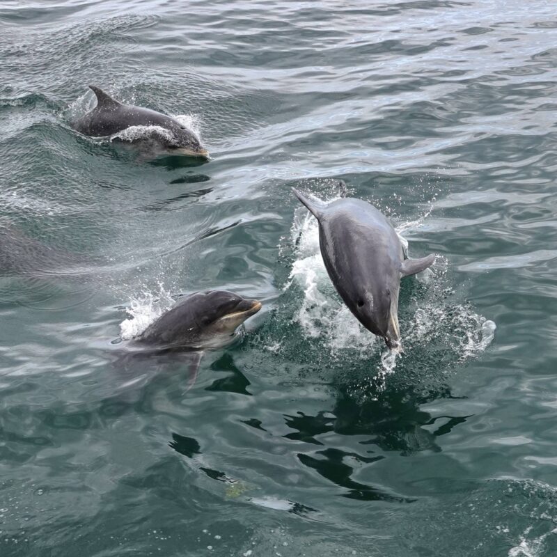 Berwick Boat Trips 