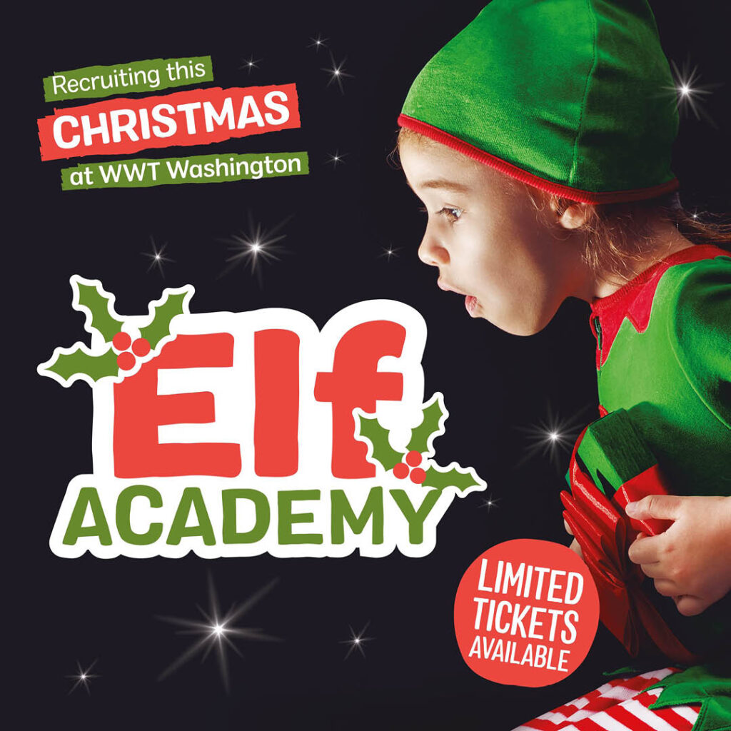 A young child is dressed in a green Elf hat, top and stripy red tights. They open their mouth in awe as they look down at the words Elf Academy.