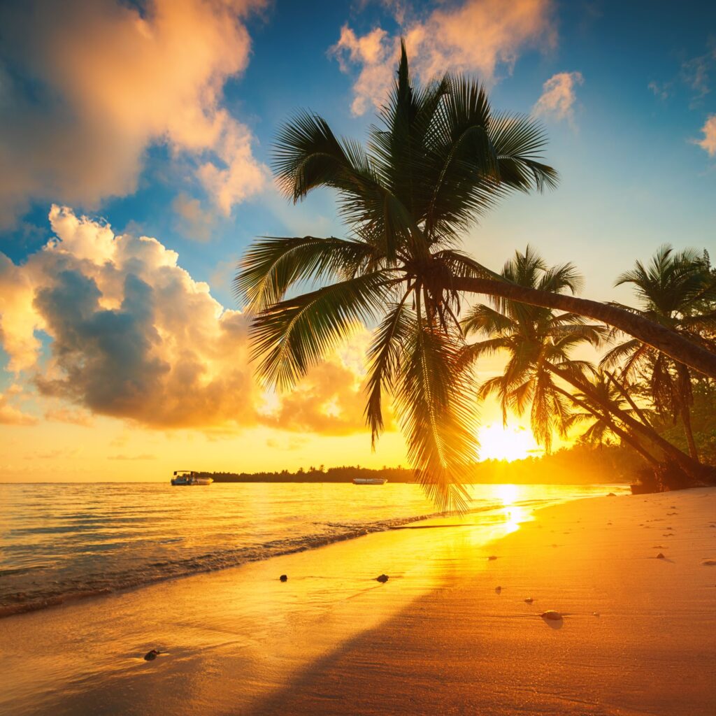A sunny, sandy beach in the dominican republic features a sunset and a palm tree