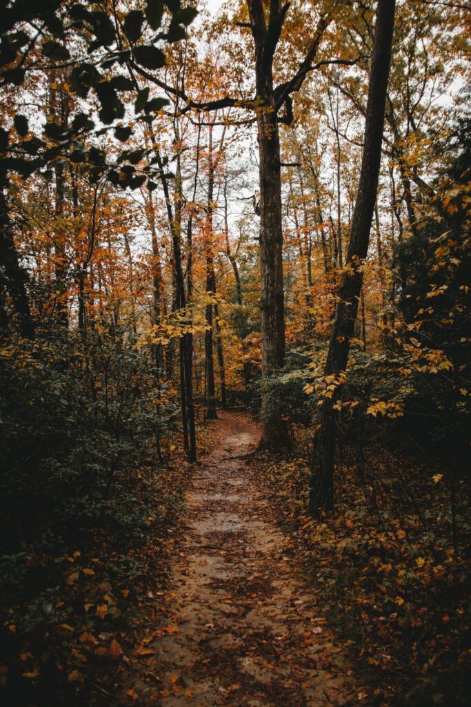 Plessey Woods Autumn Walk Northumberland