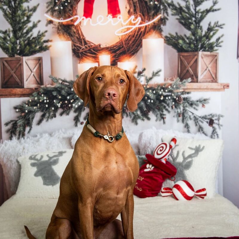 Dog photoshoot – from £99.00 