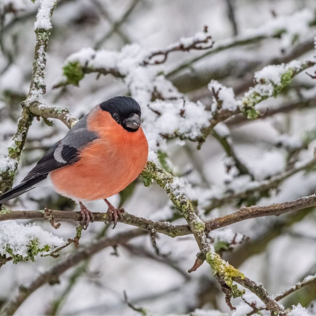 Washington Wetland Centre Bullfinch in the Snow