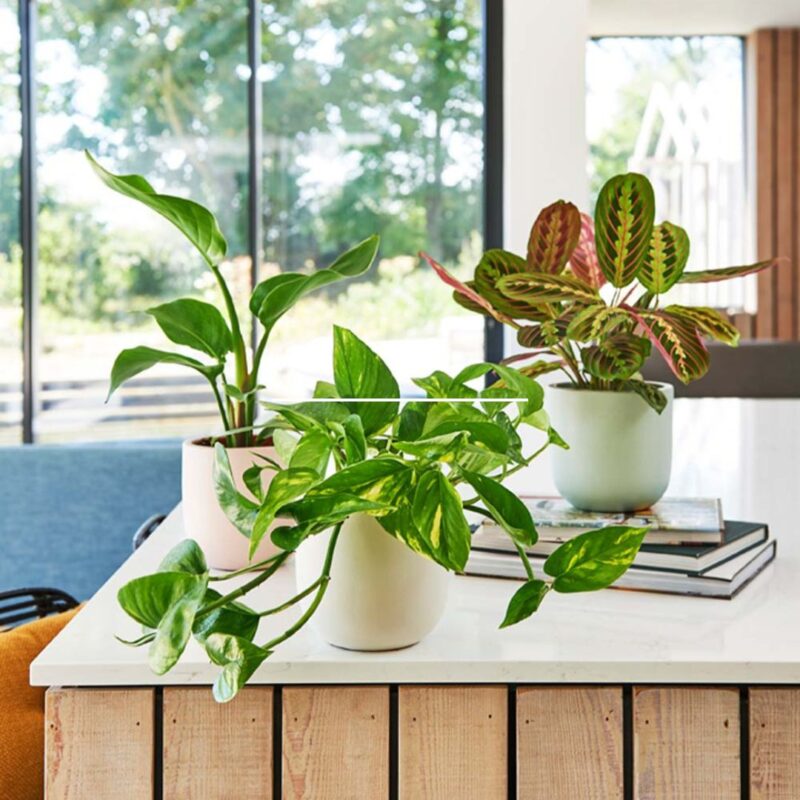 Plant subscription box - £30.00 per month