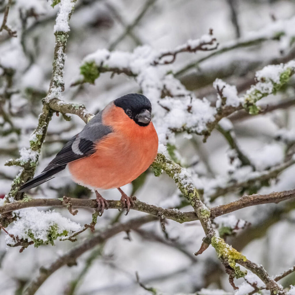 A small bird with an orange chest and black head and wings perches in a snowy tree.