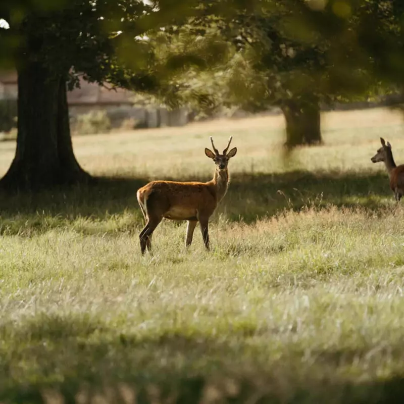 A small red deer stands in the grassy parkland of Raby Caste. It looks at the camera as the sun shines down on it.