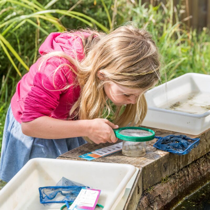 A young girl with blond hair and wearing a pink coat peers through a magnifying glass into a small clear dish. She is taking part in pond dipping at Washington Wetland Centre.
