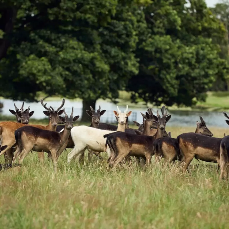 A group of deer gather in the grassy parkland of Raby Castle estate. They look towards the camera. A striking white deer is at the centre of the group.