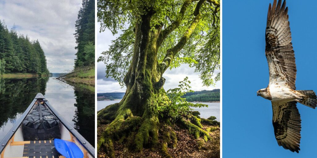 Your ultimate Kielder guide: stargazing stays, scenic forest walks and hidden gems
