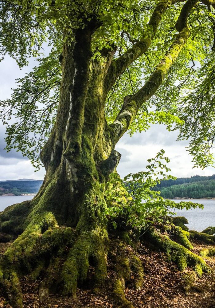 Your ultimate Kielder guide: stargazing stays, scenic forest walks and hidden gems