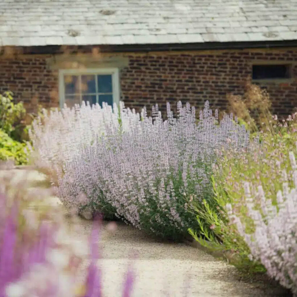 Huge clouds of delicate lilac, purple and white flowers grow from the borders of Raby Castle's Walled Gardens.