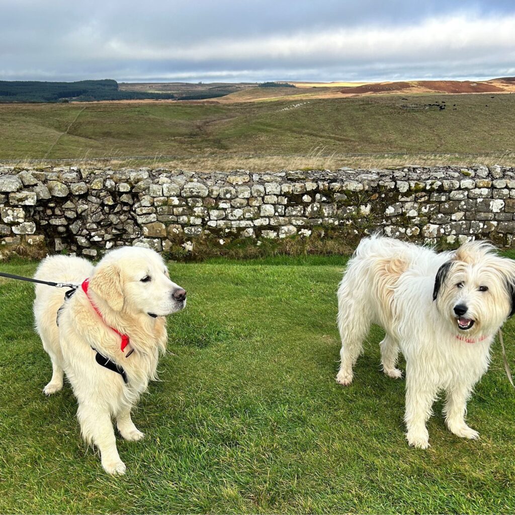 Hadrian's wall with the dogs