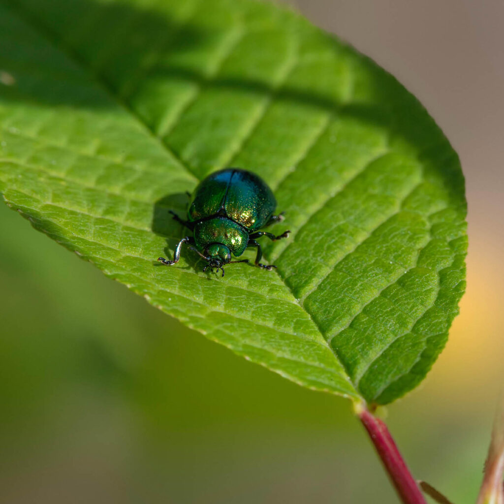 A deep blue rainbow beetle shimmers in the sunshine as it sits on a green leaf.