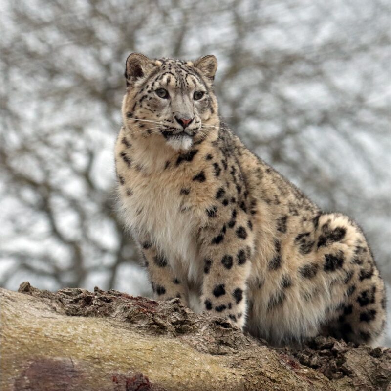 Northumberland Country Zoo