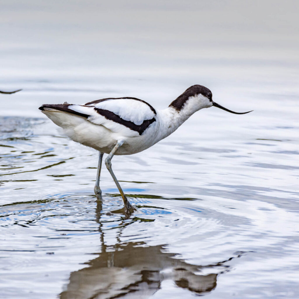 A black and white bird with a long black beak and long legs crouches as it walks through water at Wader Lake, Washington Wetland Centre.
