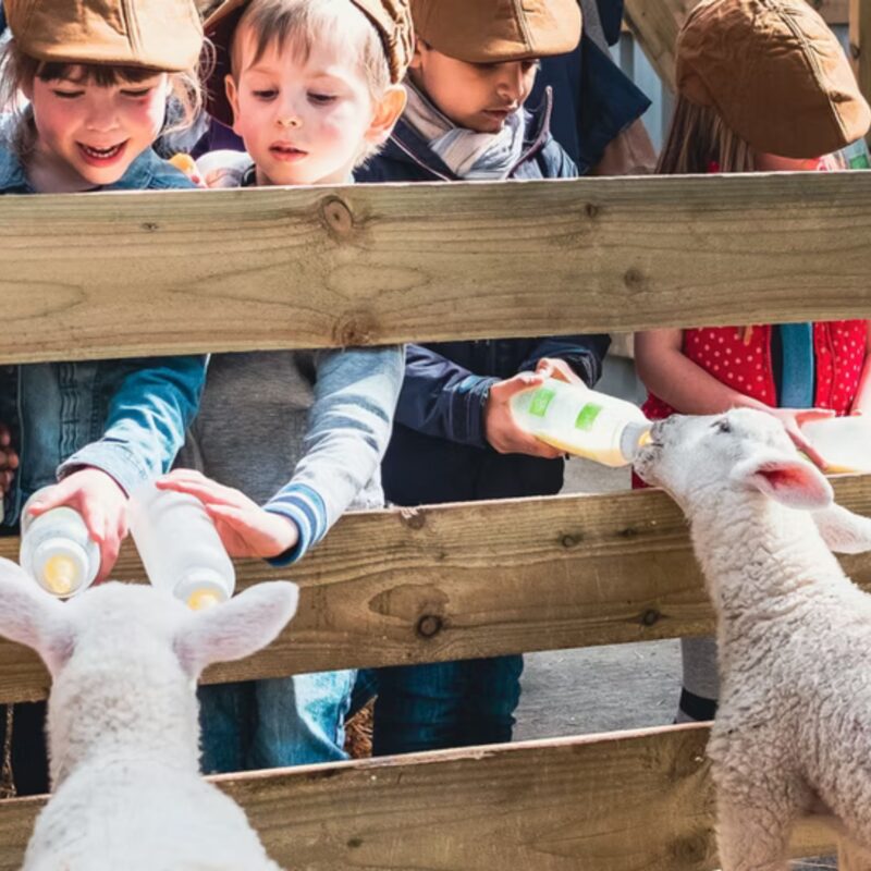 Mrs Dowsons Farm Park