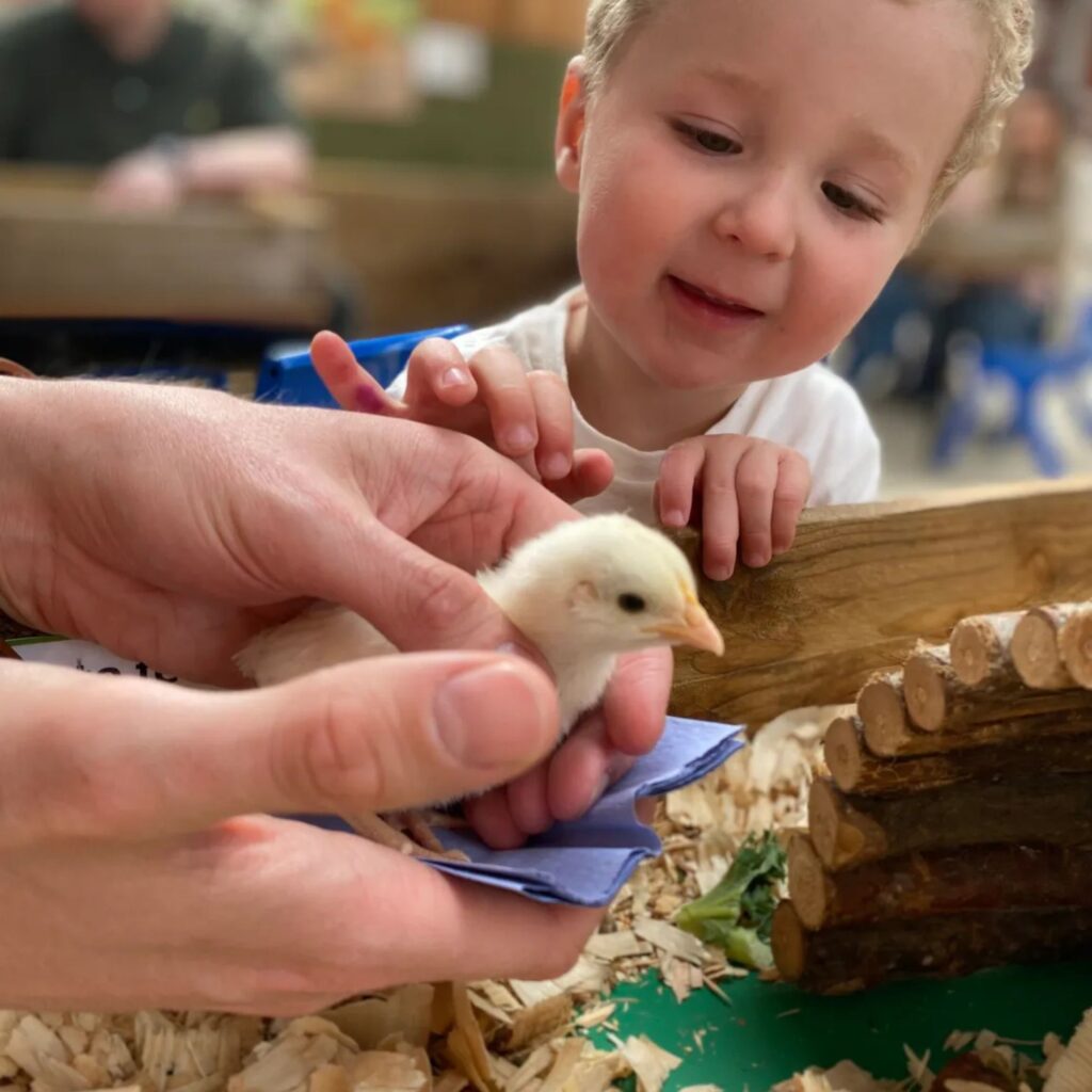 Chick holding @ Animal Fun Farm - Down at the Farm