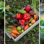 Community gardens to visit in the North East
